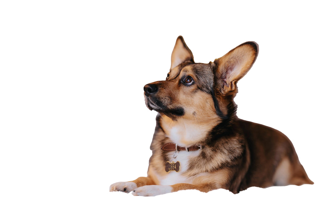 Catel corgi purtand un medalion imprimat 3D cu numele lui