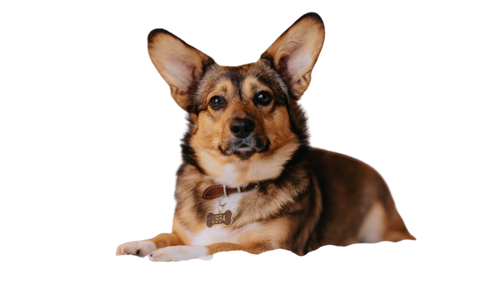 UBBA purtand un medalion personalizat facut de Romanasul 3D